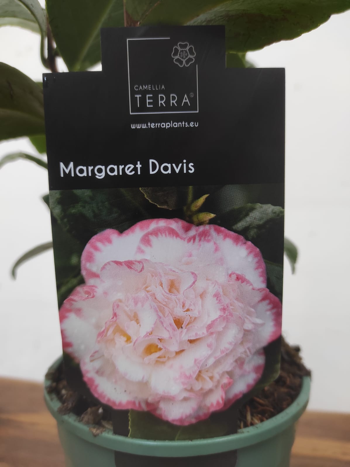 Camelia Japonica - Margaret Davis - Image 2