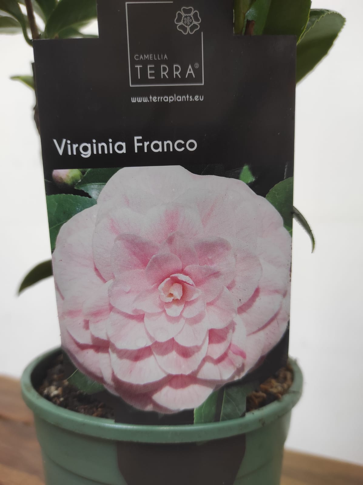 Camelia Japonica - Virginia Franco - Image 2