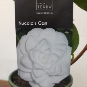 Camelia Japonica - Nuccio's Gem