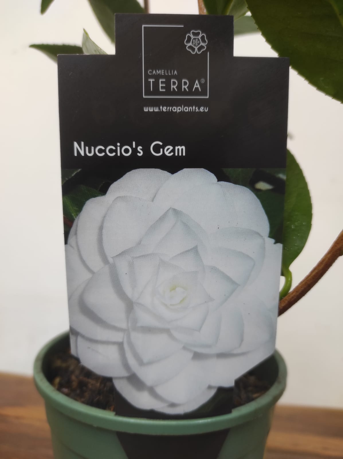 Camelia Japonica - Nuccio's Gem - Image 2