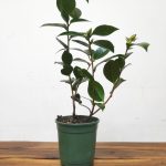 Camelia Japonica - Nuccio's Gem