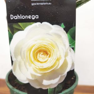 Camelia Japonica - Dahlonega