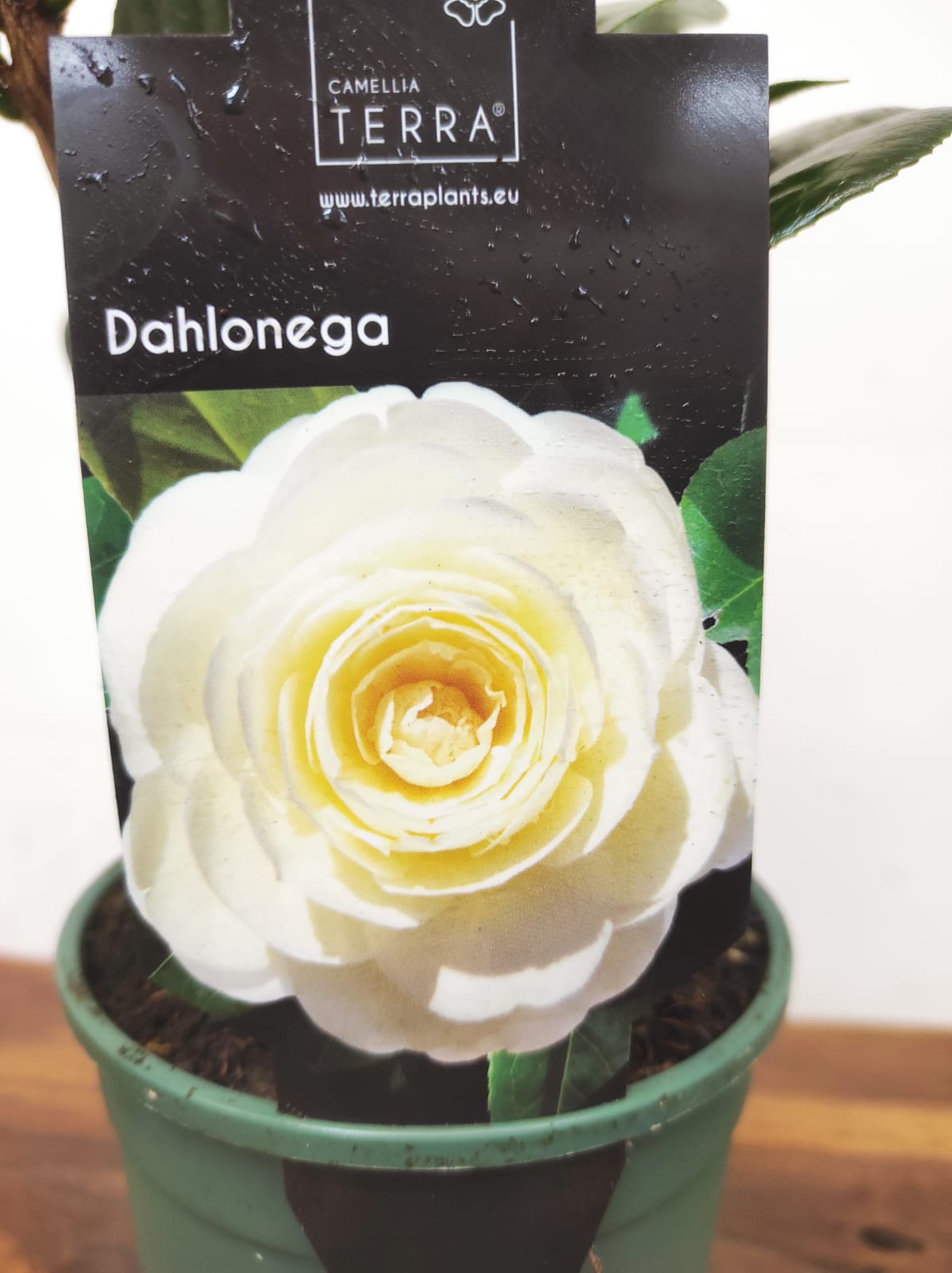 Camelia Japonica - Dahlonega - Image 2