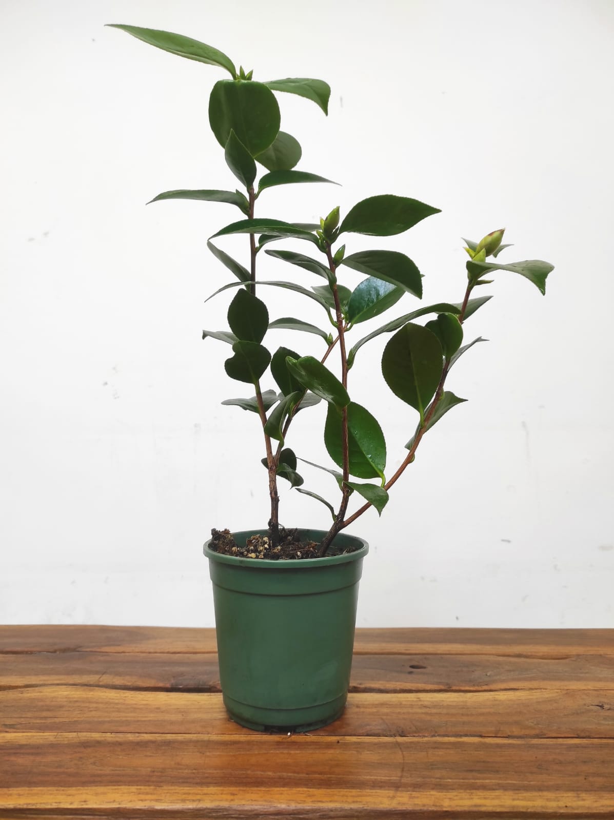 Camelia Japonica - Nuccio's Gem