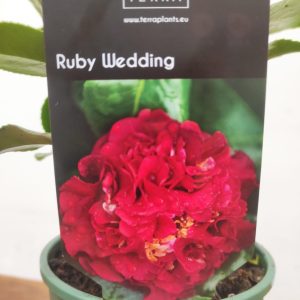 Camelia Japonica - Ruby Wedding