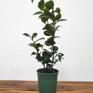 Camelia Japonica - Ruby Wedding