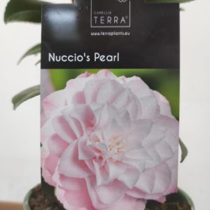Camelia Japonica - Nuccio's Pearl
