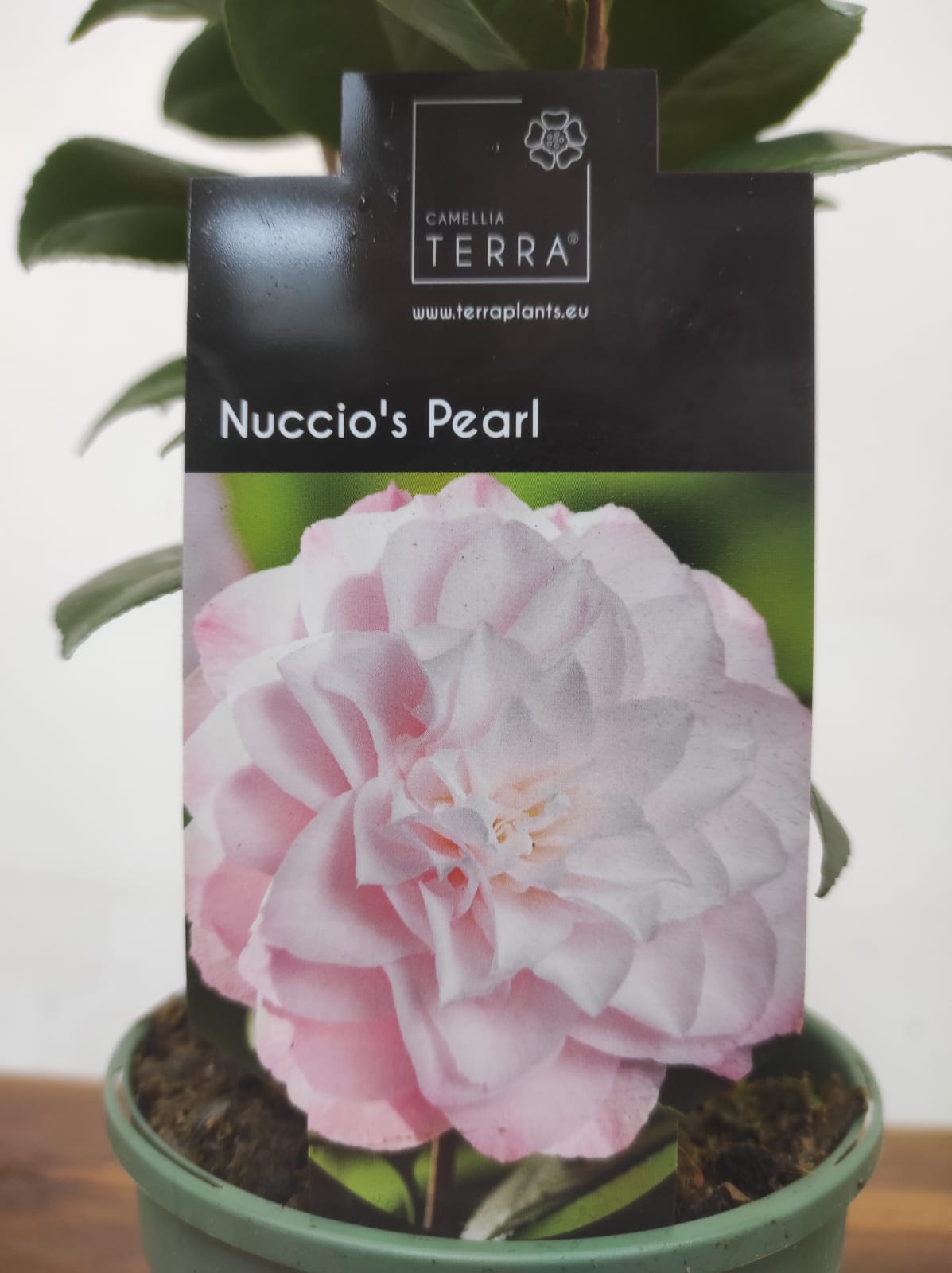 Camelia Japonica - Nuccio's Pearl - Image 2