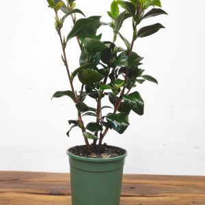 Camelia Japonica - Nuccio's Pearl