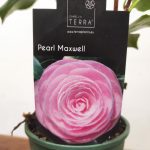 Camelia Japonica - Pearl Maxwell