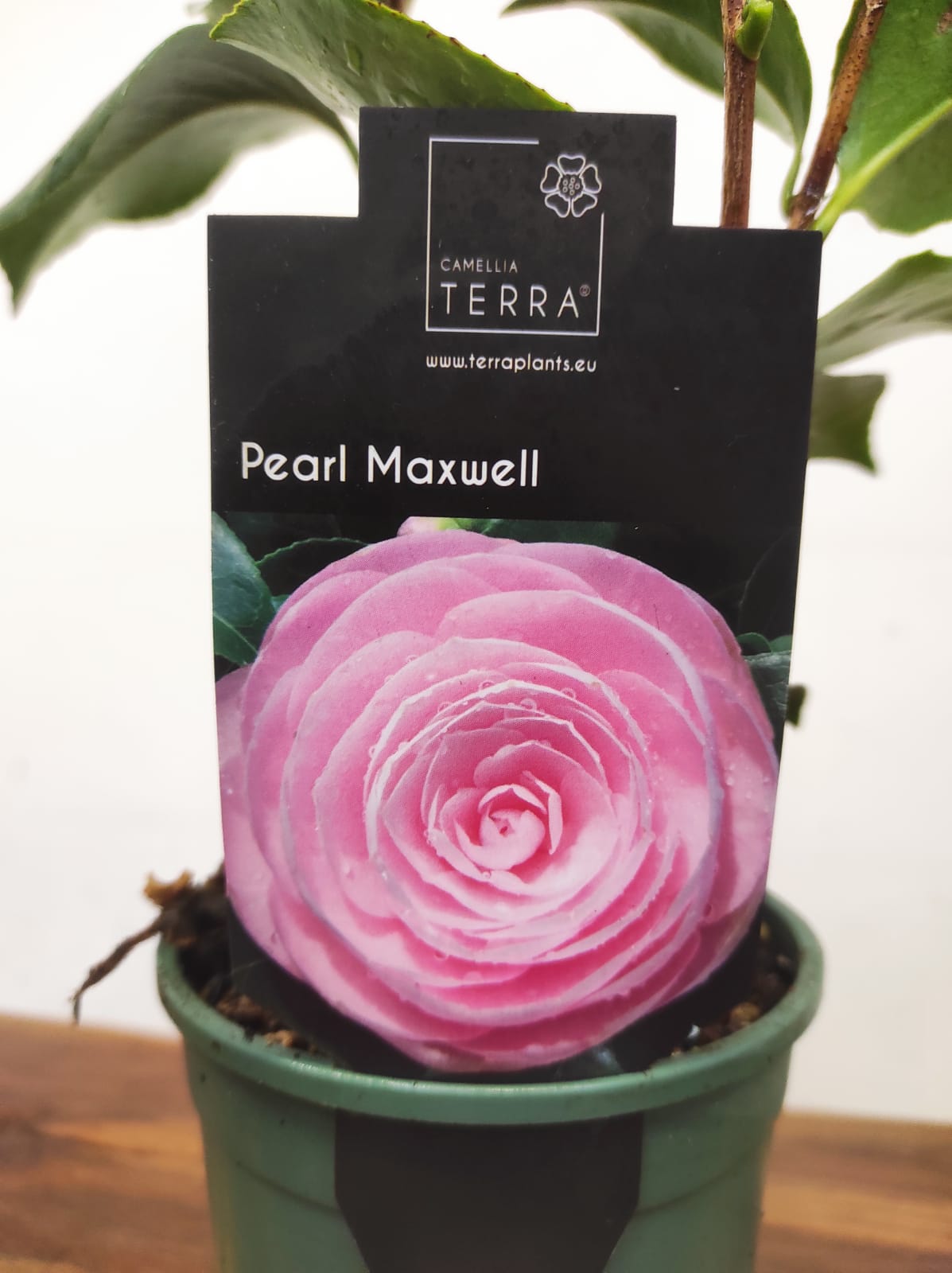 Camelia Japonica - Pearl Maxwell - Image 2