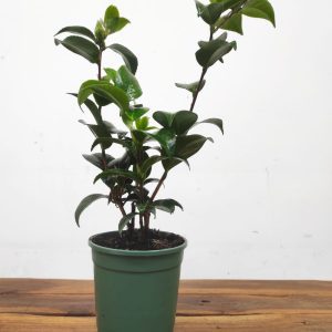 Camelia Japonica - Tom Knudsen