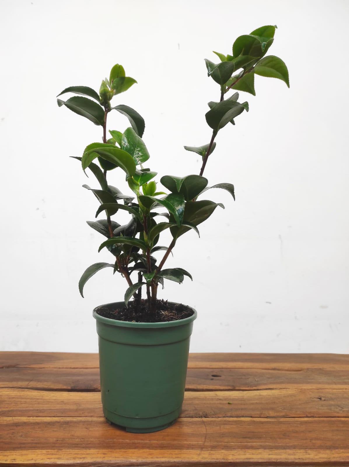 Camelia Japonica - Tom Knudsen