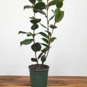 Camelia Japonica - Pearl Maxwell