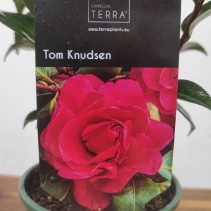Camelia Japonica - Tom Knudsen