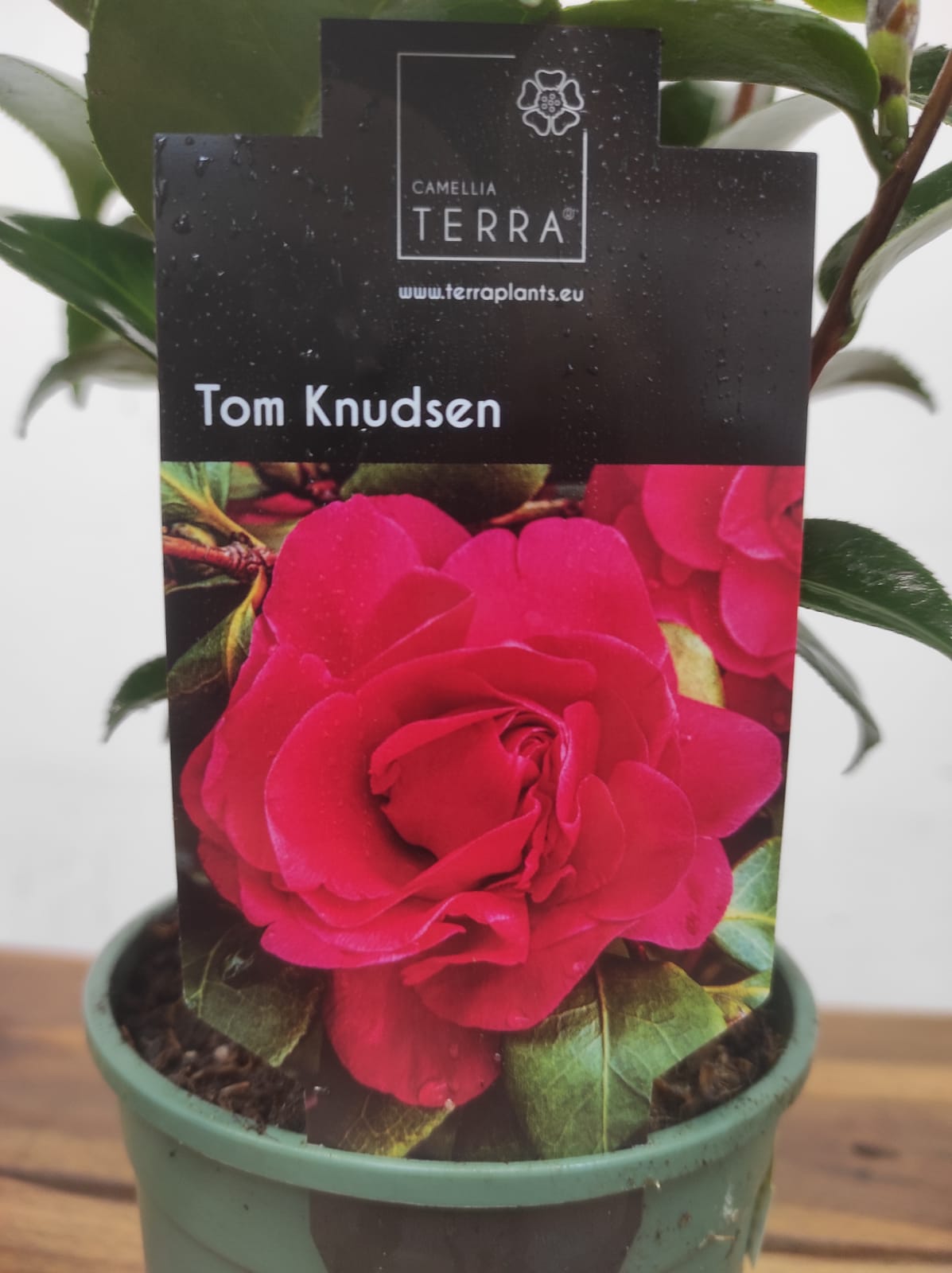 Camelia Japonica - Tom Knudsen - Image 2