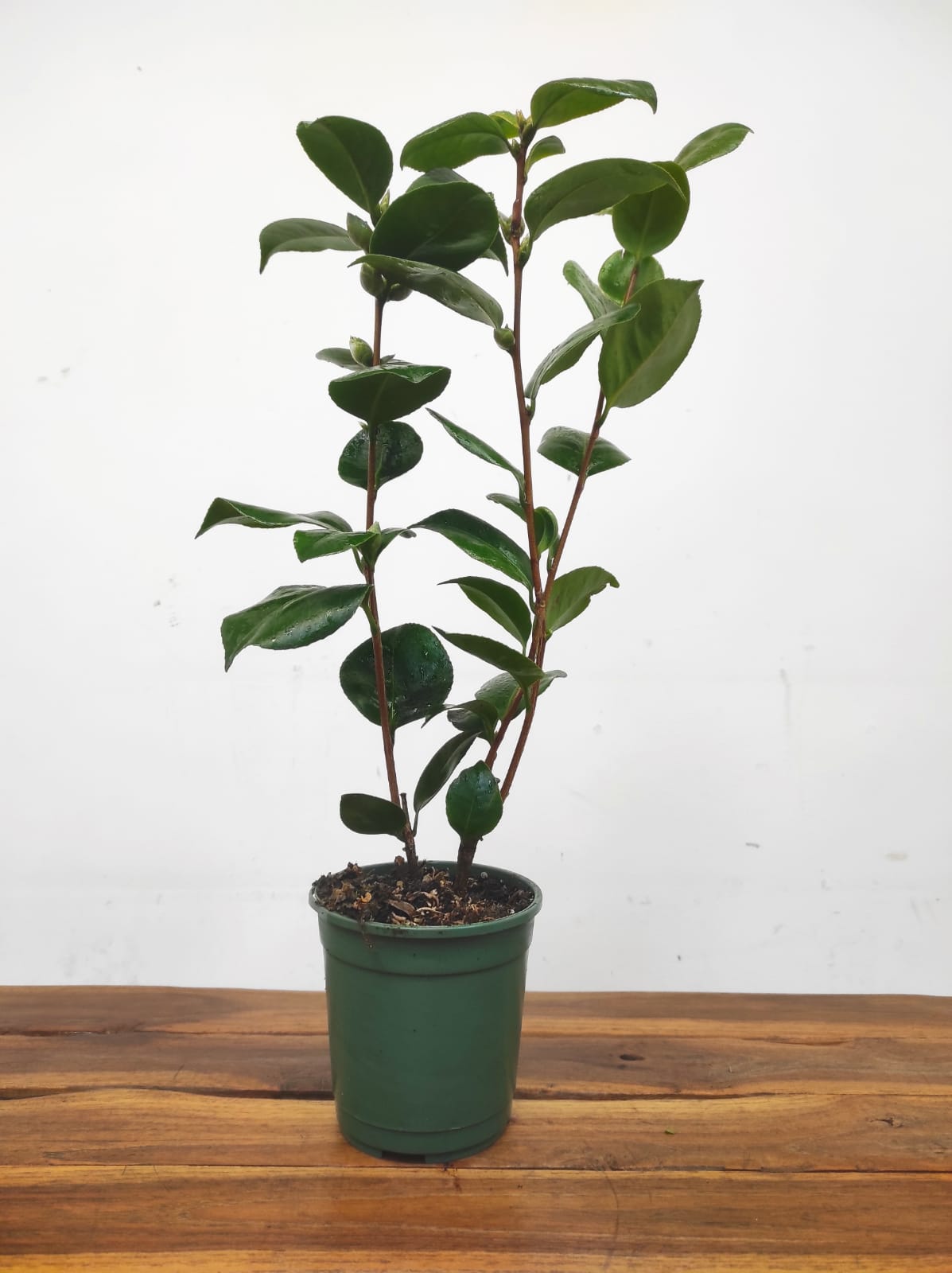 Camelia Japonica - Pearl Maxwell