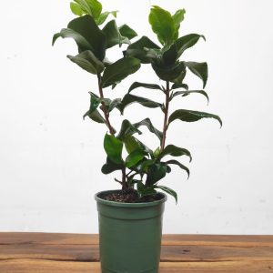 Camelia Japonica - Angela Cocchi