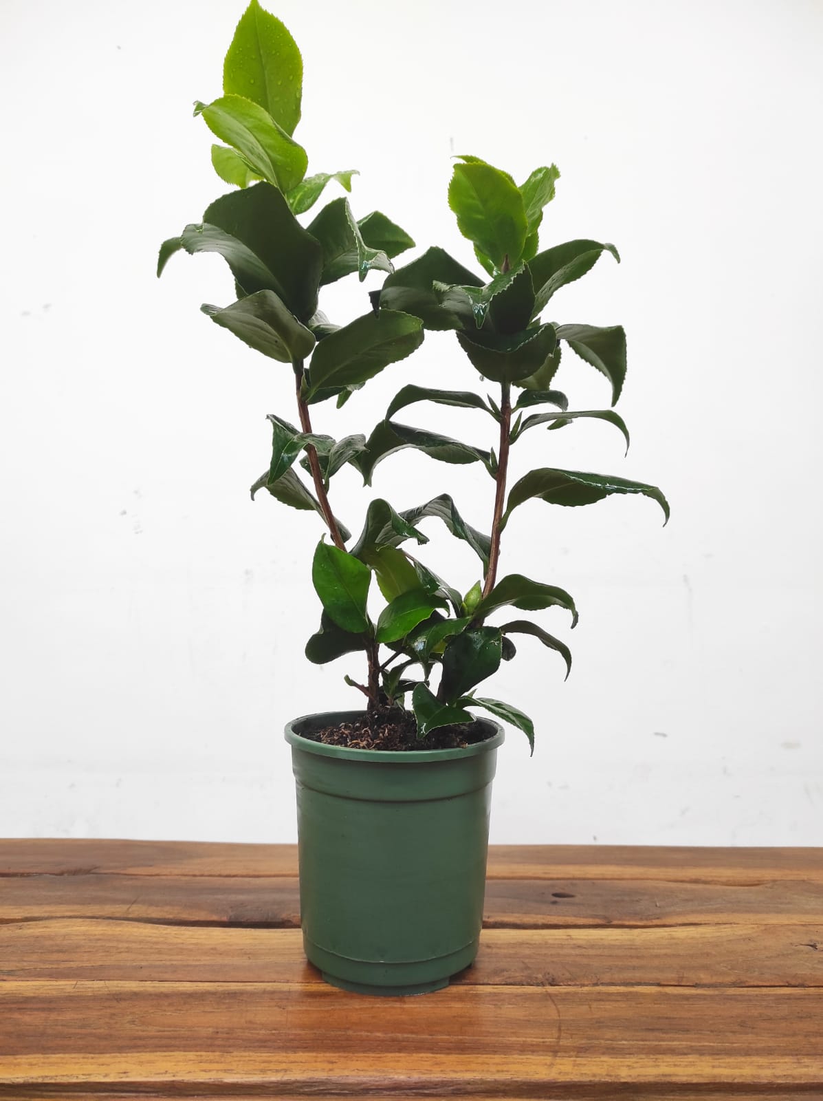 Camelia Japonica - Angela Cocchi