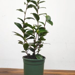 Camelia Japonica - Mrs. Tingley