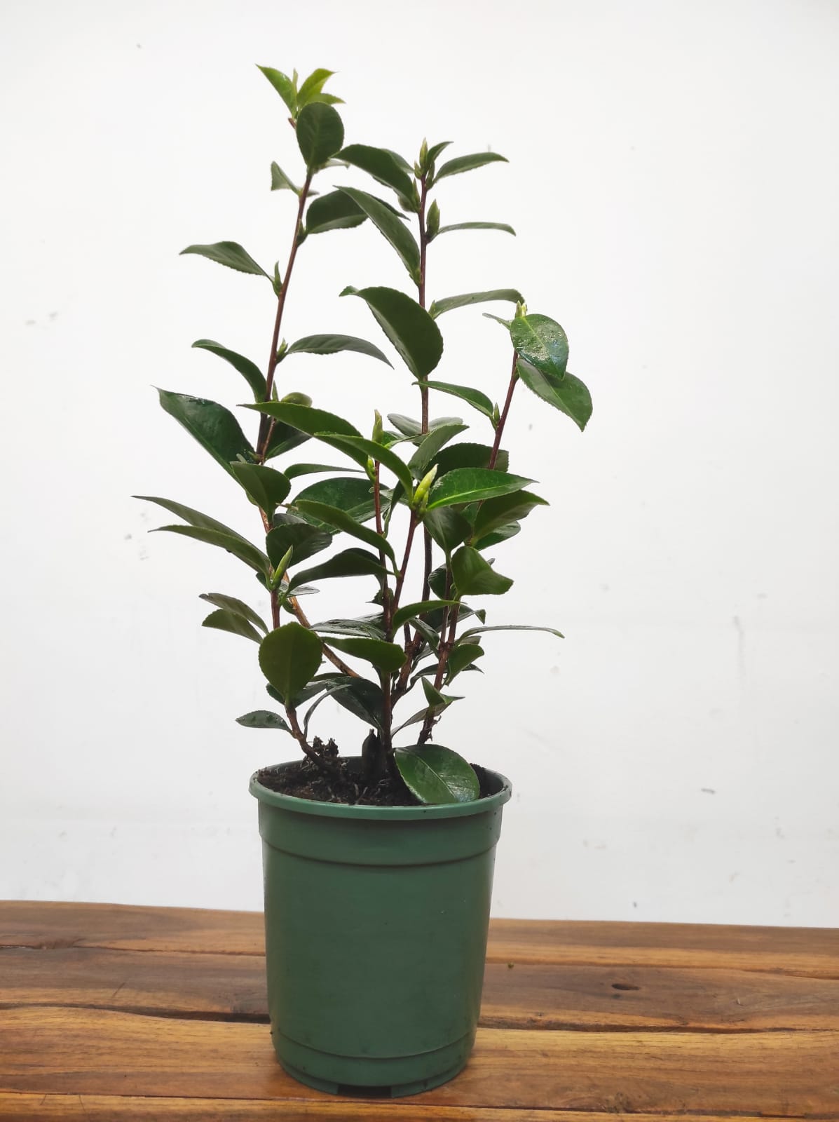 Camelia Japonica - Mrs. Tingley