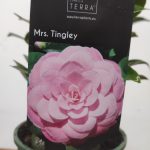Camelia Japonica - Mrs. Tingley