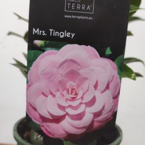 Camelia Japonica - Mrs. Tingley