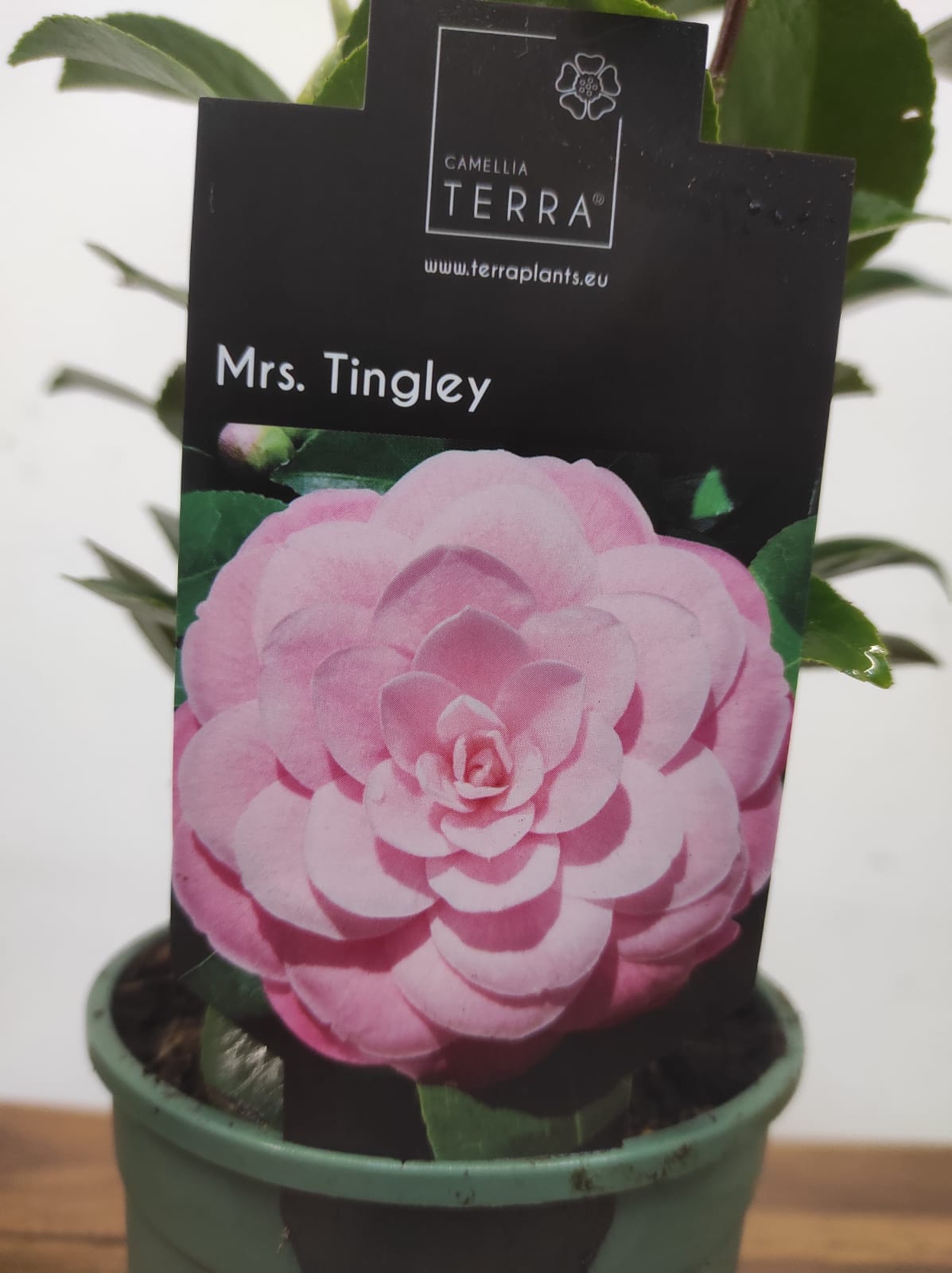 Camelia Japonica - Mrs. Tingley - Image 2