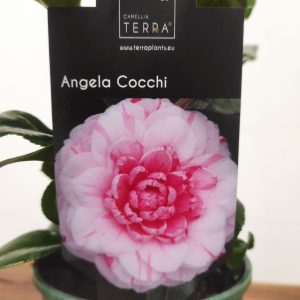 Camelia Japonica - Angela Cocchi