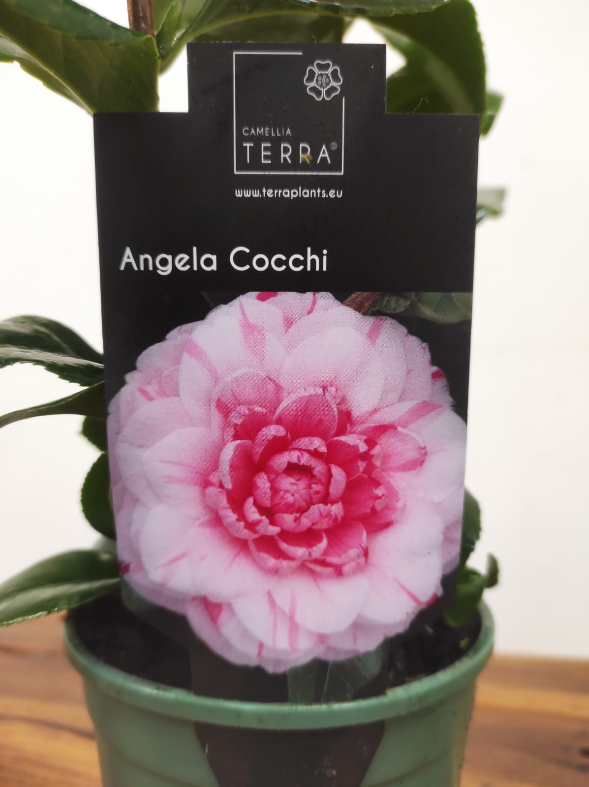 Camelia Japonica - Angela Cocchi - Image 2