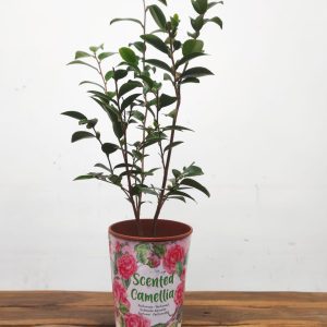 Camelia Perfumada - Cinnamon Cindy