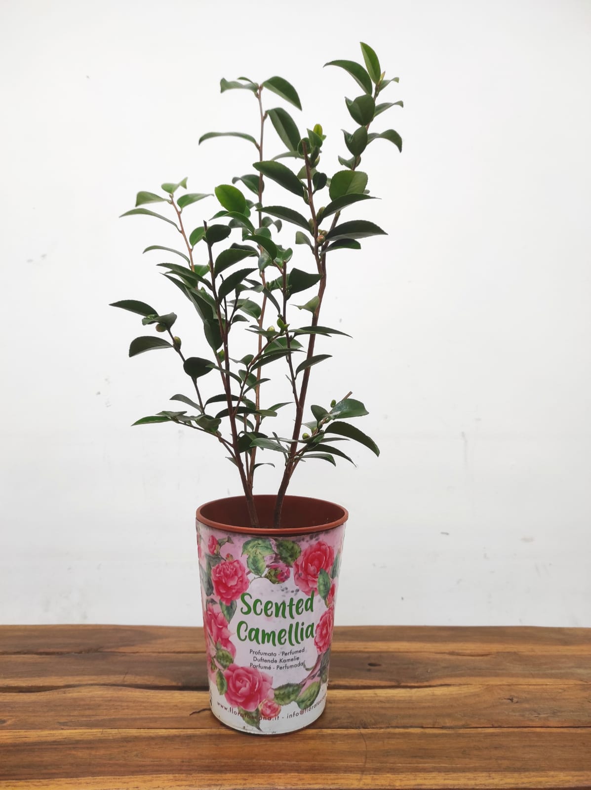 Camelia Perfumada - Cinnamon Cindy