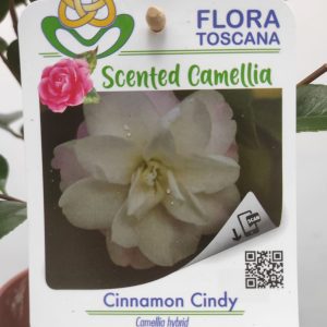 Camelia Perfumada - Cinnamon Cindy