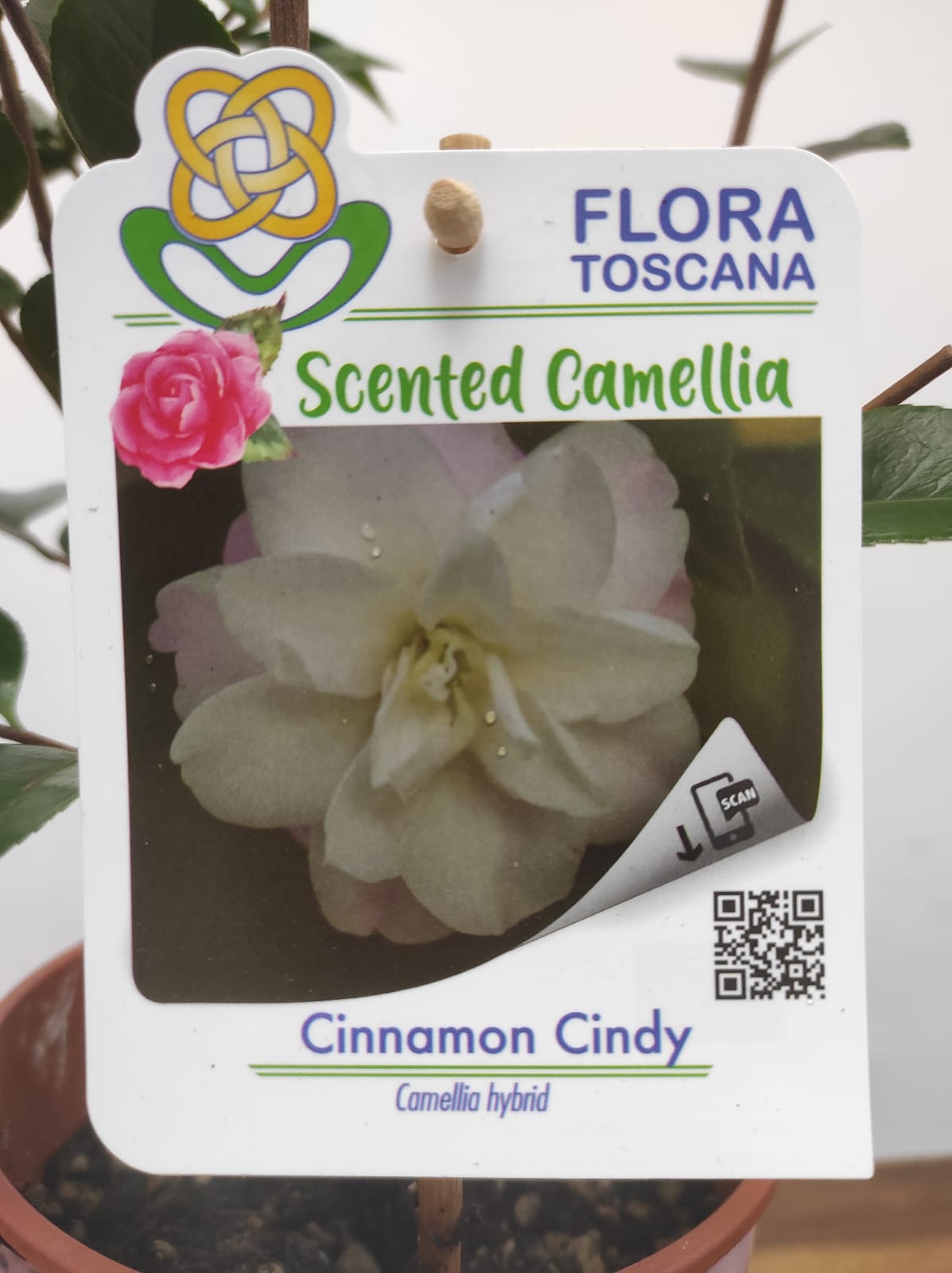 Camelia Perfumada - Cinnamon Cindy - Image 2