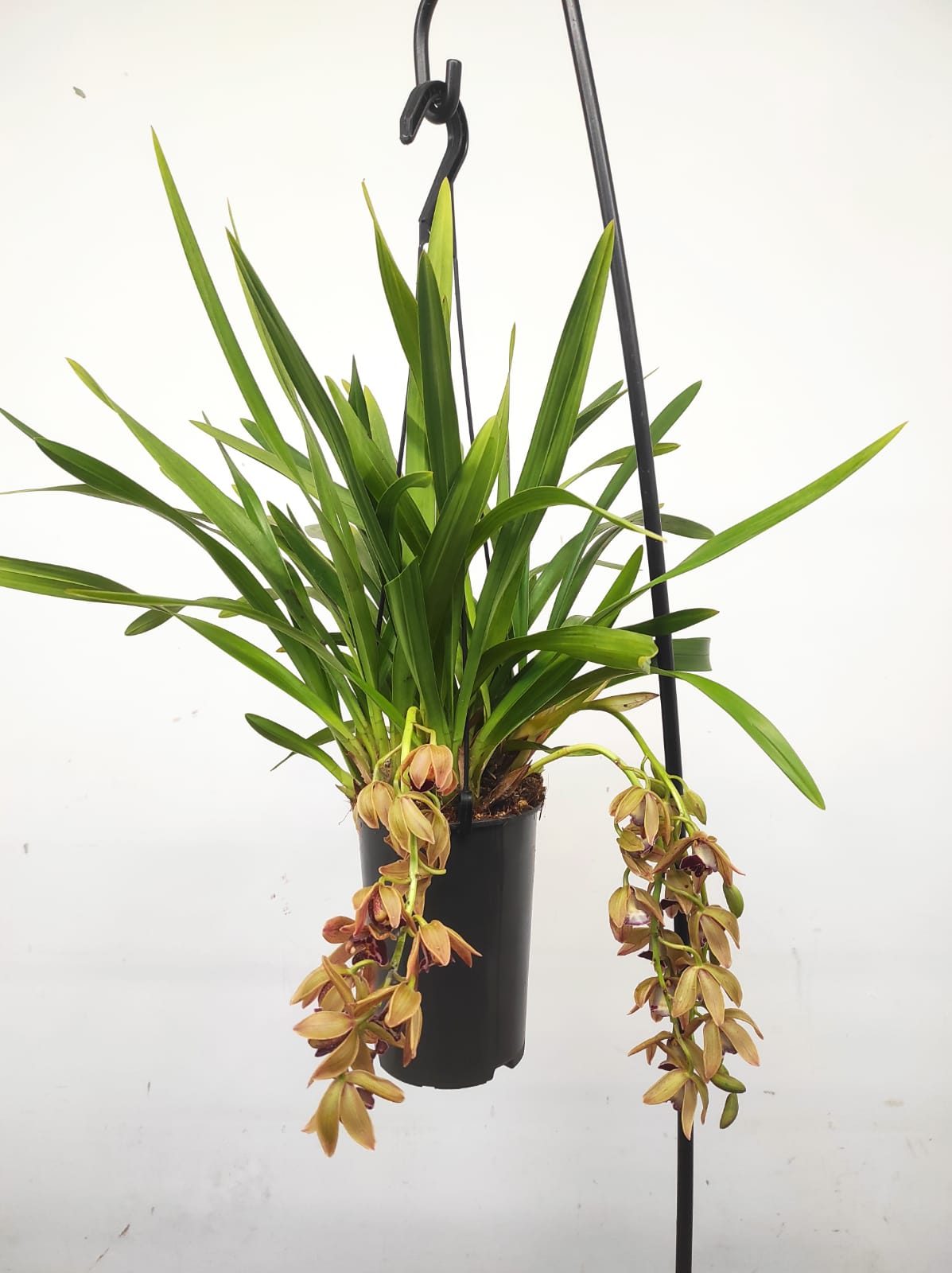 Cymbidium Pendula - Indian Summer - Image 2