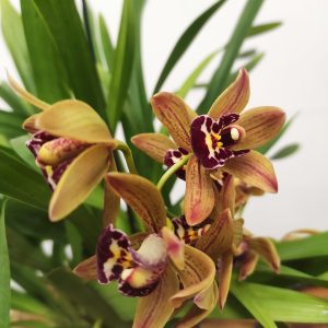 Cymbidium Pendula - Indian Summer