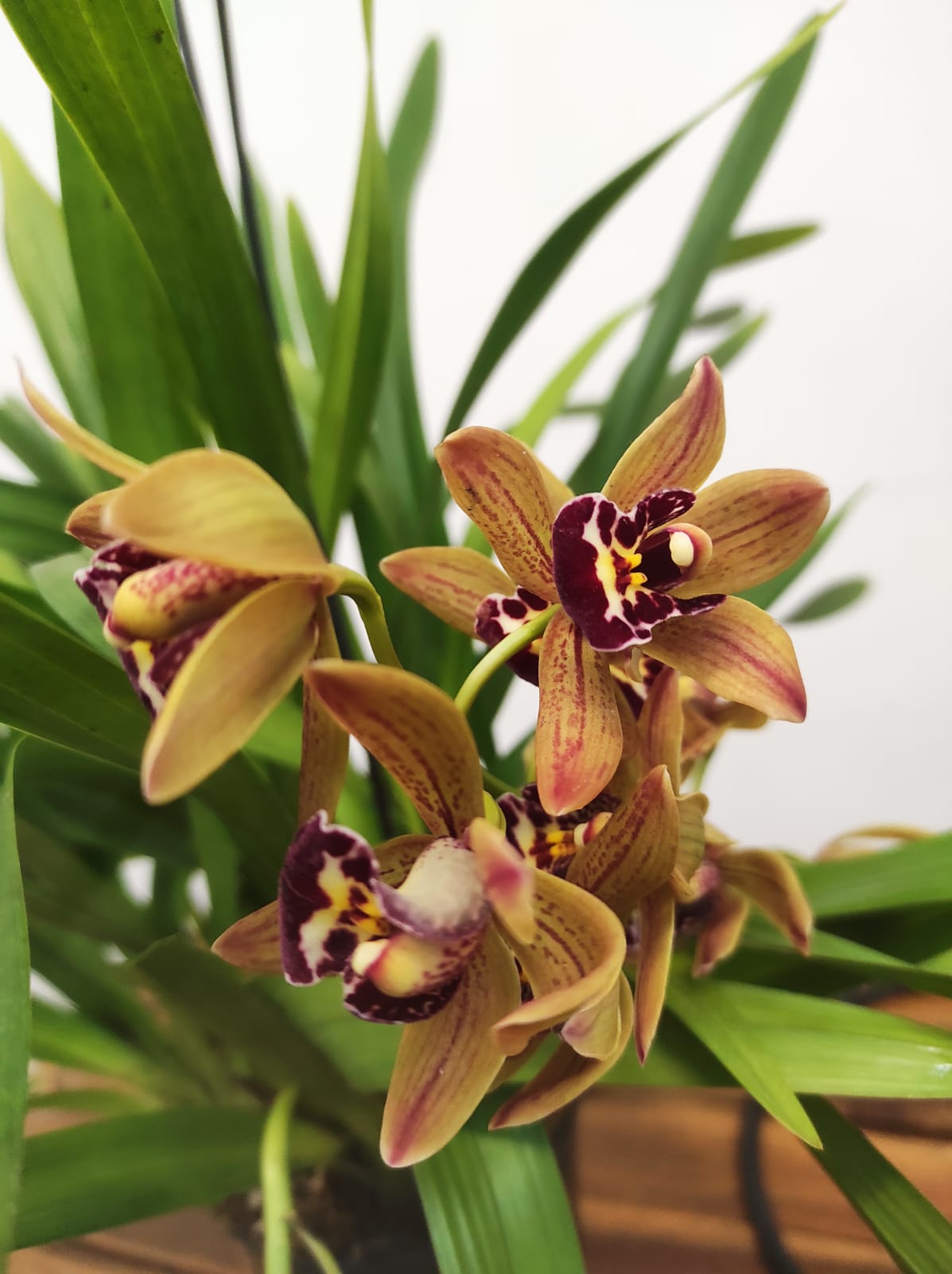 Cymbidium Pendula - Indian Summer