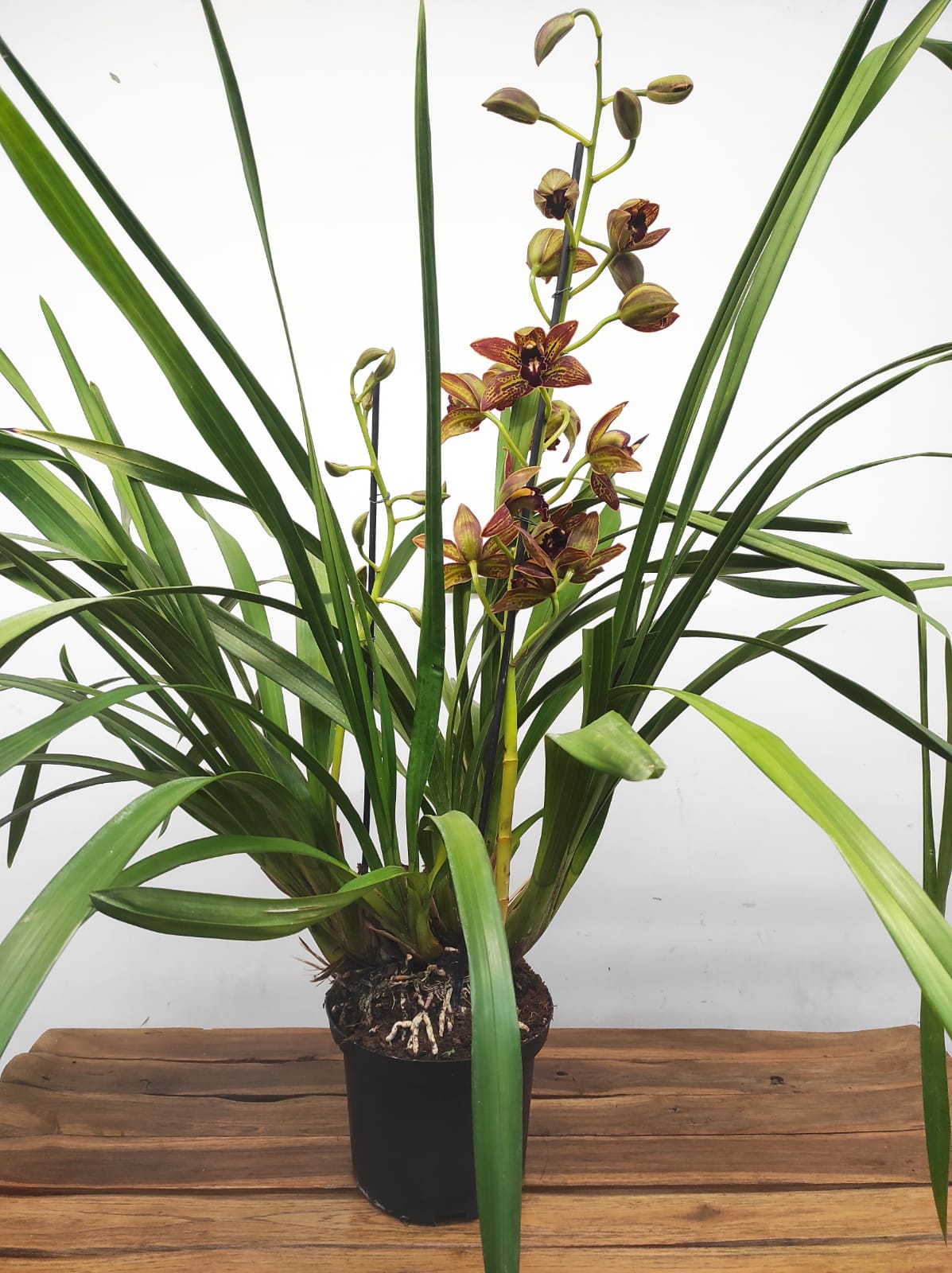 Cymbidium Especial - Image 2