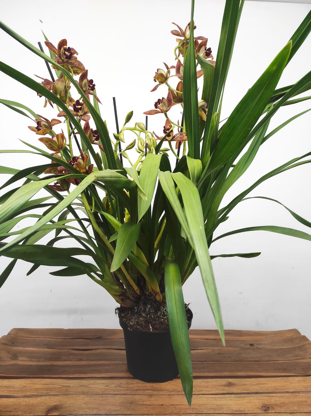 Cymbidium Especial - Image 2
