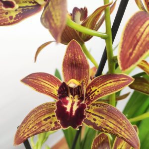 Cymbidium Especial