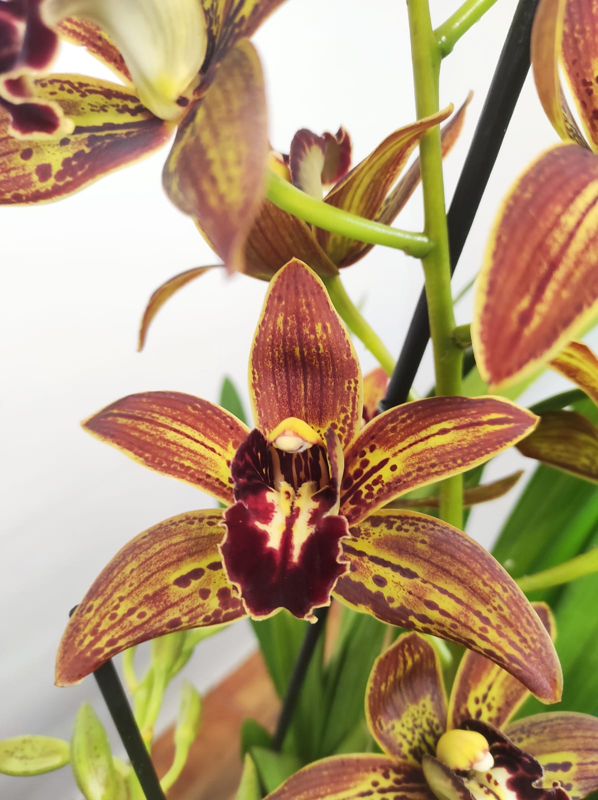 Cymbidium Especial