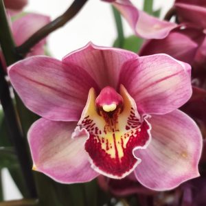 Cymbidium Especial - Flor Grande (10 cm)