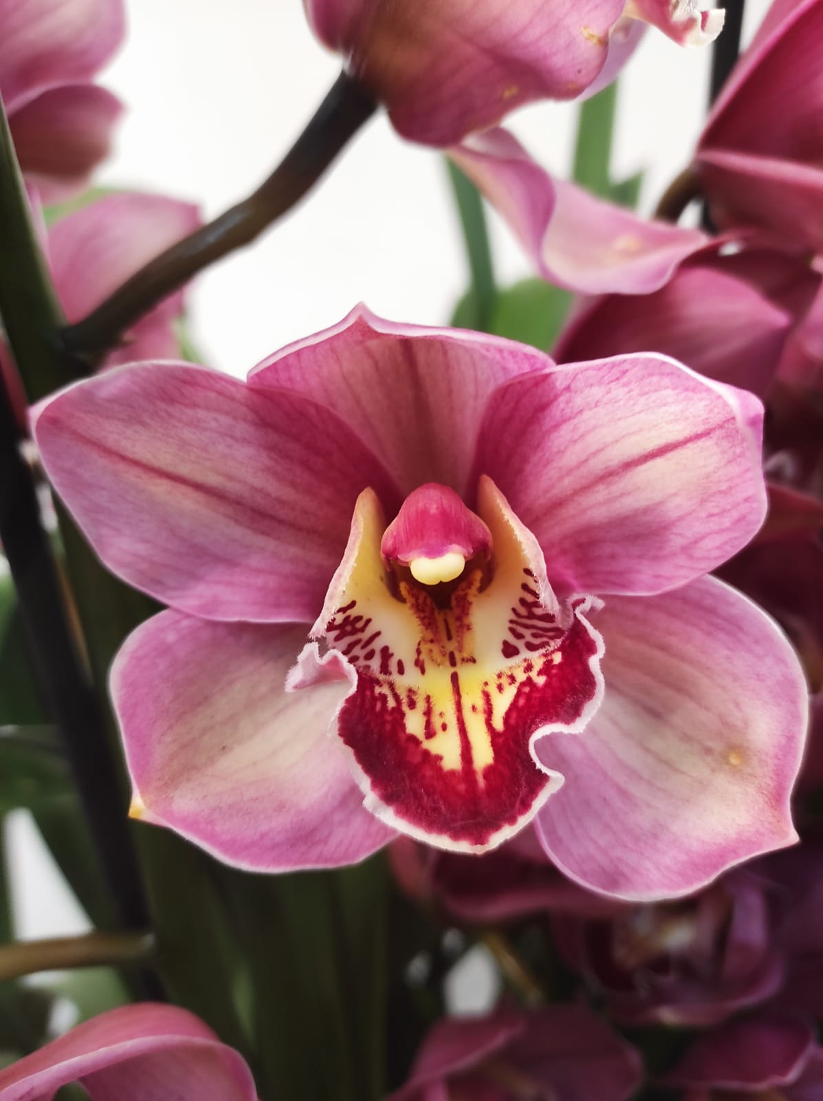 Cymbidium Especial - Flor Grande (10 cm)