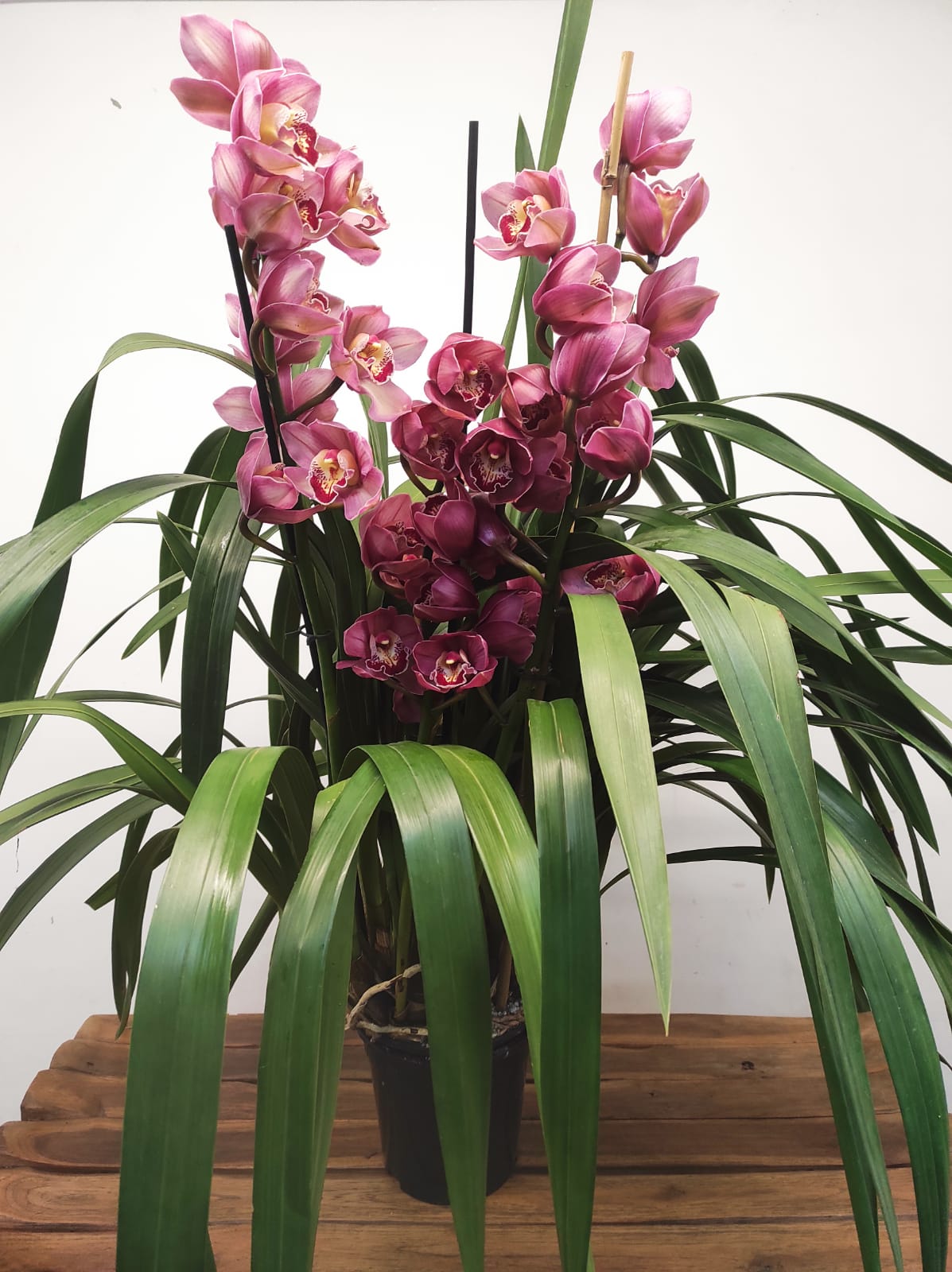 Cymbidium Especial - Flor Grande (10 cm) - Image 2