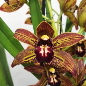 Cymbidium Especial