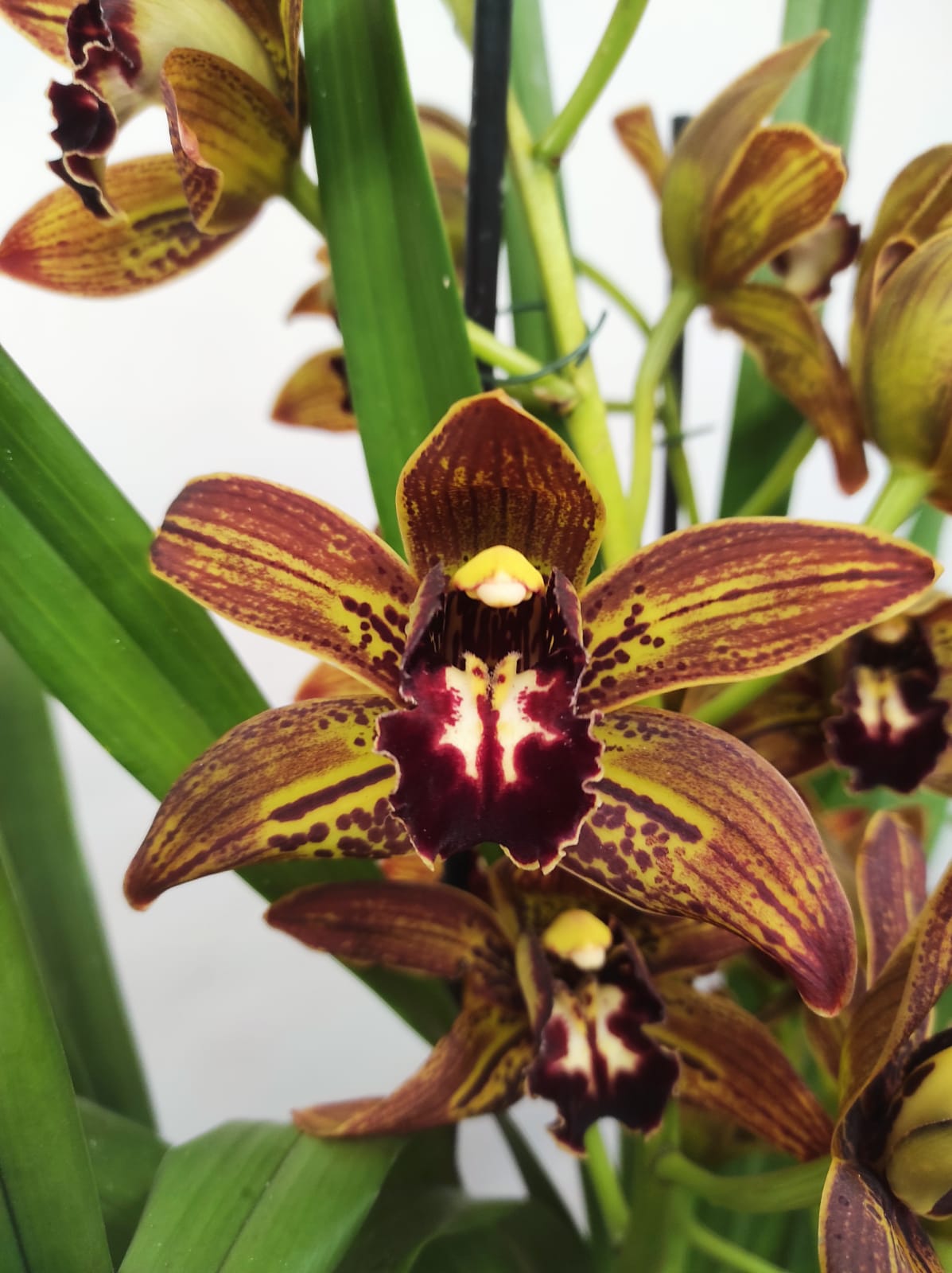 Cymbidium Especial