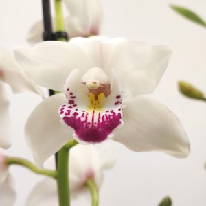 Cymbidium 2 Hastes