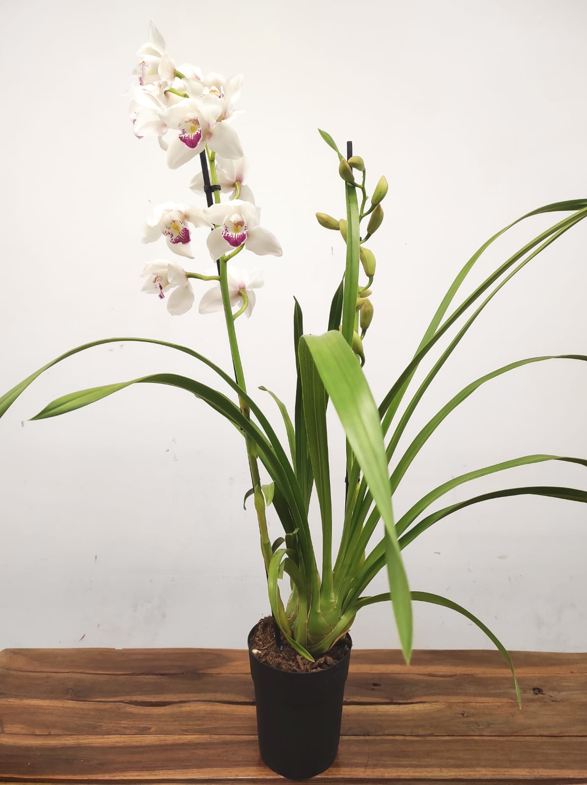 Cymbidium 2 Hastes - Image 2