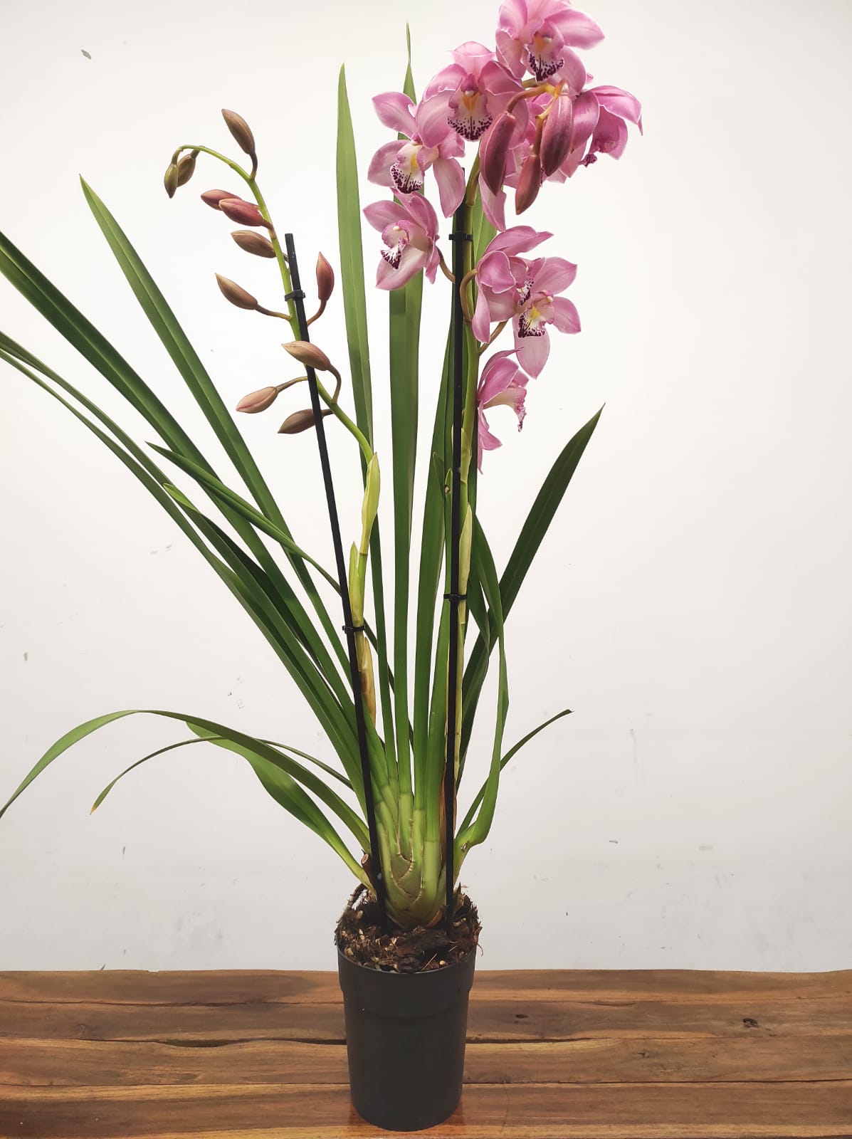 Cymbidium 2 Hastes - Image 2