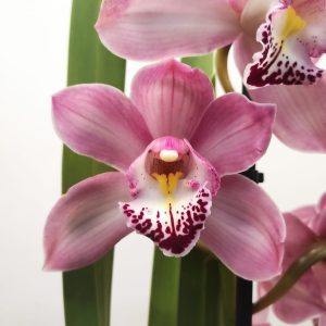 Cymbidium 2 Hastes